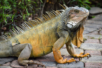 Obraz premium iguana in the city