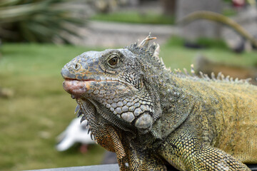 green Iguana