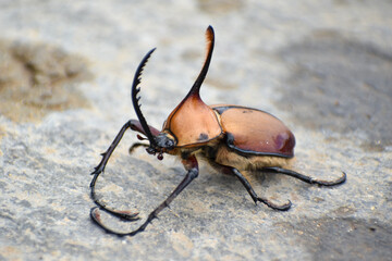 big beetle