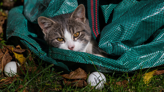 Katze spielt mit Laubsack