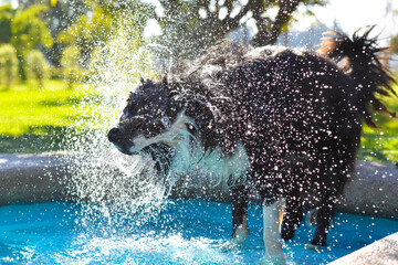 dog shaking off water