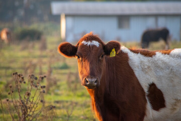 brown cow in the field