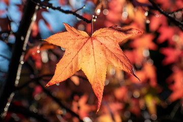 red autumn leaves