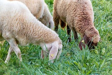 Naklejka na ściany i meble The Engadine Red, a Swiss breed of domestic sheep, grazes on the grass of the botanical garden in Geneva, Switzerland
