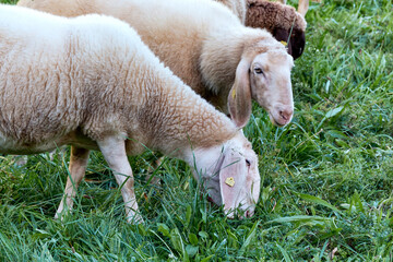Naklejka na ściany i meble The Engadine Red, a Swiss breed of domestic sheep, grazes on the grass of the botanical garden in Geneva, Switzerland