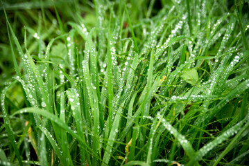 Fototapeta na wymiar Close view on green grass with water drops, in the Cronenstein polder, Leiden, Netherlands
