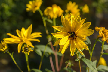 Small sunflowers on the sunny day on the streets of Leiden, Netherlands