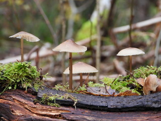 Autumn mushrooms in the forest