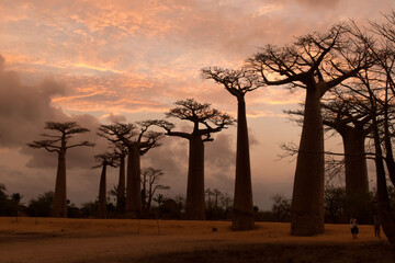 Baobabs