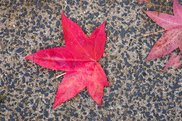 Red leaves on the sidewalk, streets of Leiden, Netherlands