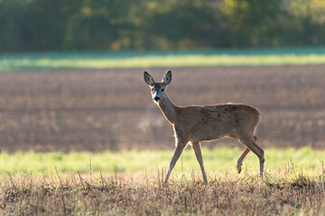  Wild female roe deer, backlit by warm early morning sunlight