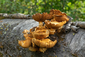 Pholiota aurivella. Golden-colored mushrooms grow on tree