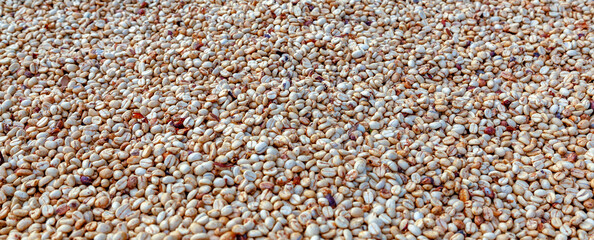 Close-up of Dried coffee beans. Fresh coffee beans with husks removed