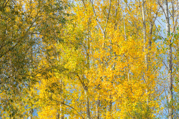 Obraz premium autumn trees and foliage in Burgenland