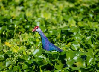 Purple swamp hen