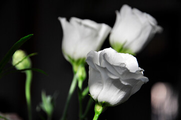 3 white roses, 1 sharp + 2 unsharp