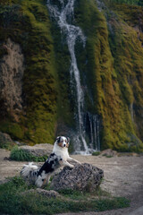 dog at the waterfall. marble australian shepherd on a stone in nature. 