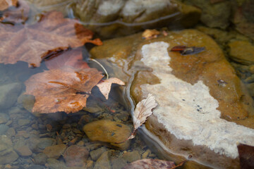 Clinging at the last moment, autumn leaf in the stream background