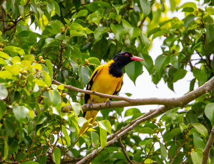 Black-hooded oriole 