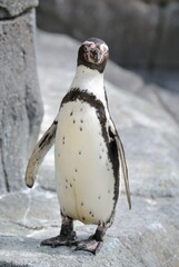 Happy, Humboldt penguin walking in the zoo, vertical, close-up