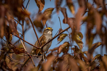 White-throated Sparrow perched on a branch