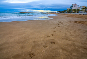Paw prints on the beach with sunset