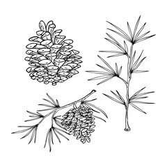 a set of colorless illustrations pine cones with branches from a tree, contour drawing by hand