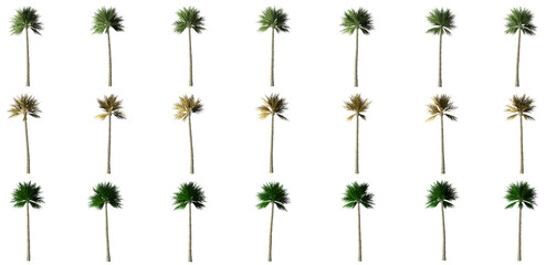 isolated big palm tree collection set