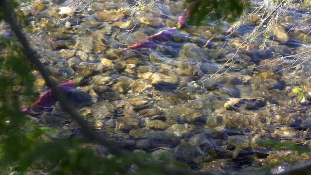 Mature Sockeye Salmon in a Spawning Channel 4K UHD. Sockeye salmon swimming under trees along the shore of the Adams River, British Columbia, Canada. 4K UHD.
