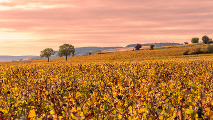 Fototapeta na wymiar Bourgogne en automne