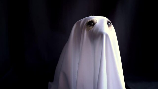 dog in ghost Halloween white costume eyes looking at camera. Black background. Spooky funny animal. Video footage