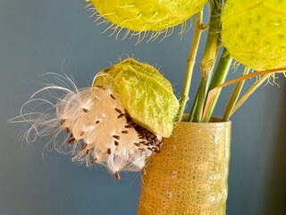 Close up of opened seed pot of Swan plant, African milkweed, ballon plant in green ceramic vase against petrol blue wall.