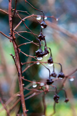 Fontanil Cornillon France 122021 photo of plants with water drops after rain
