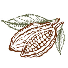 Cocoa beans Hand drawn engraved style sketch. Cacao powder bean, nuts and seeds.