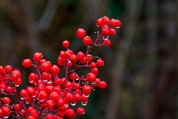 Fontanil Cornillon France 122021 photo of plants with water drops after rain