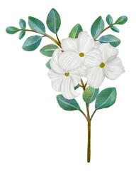 White Dogwood flowers and leaves,watercolor illustration.
