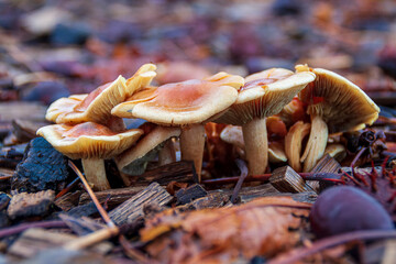 Bresson 11 2021 russulaceae mushrooms in the forest