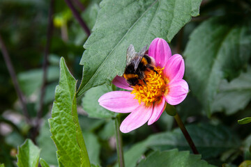 Fontanil Cornillon 11 2021 macro shot of small pink flower, cosmos, visited by a bumblebee