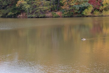 goose on a lake