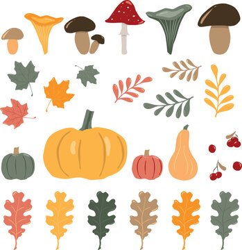 Vector set of fall images. Pumpkins, mushrooms, autumn colored leafs, berries, fall harvest