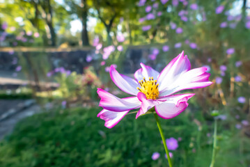 Fototapeta premium 秋の庭園で 色とりどりで美しいコスモスの花