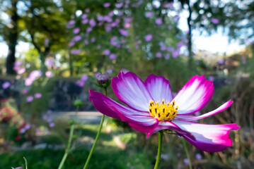 Fototapeta premium 秋の庭園で 色とりどりで美しいコスモスの花