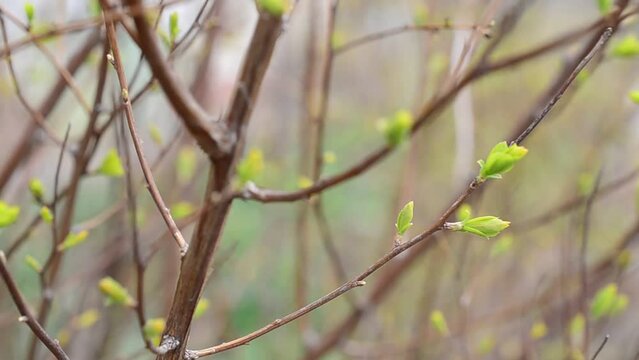 Green background. Background and spring