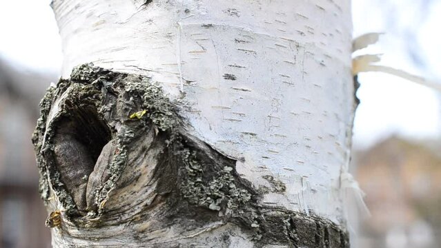 Shooting of birches and bark. Birch and its trunk
