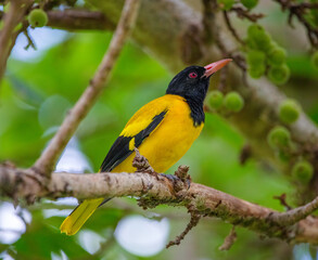 Hooded oriole