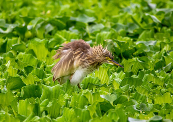 Pond heron