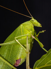 Katydid hopper