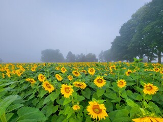 Fototapeta premium field of dandelions