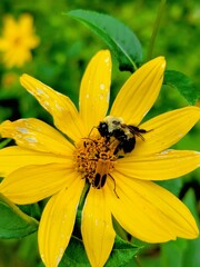 bee on yellow flower