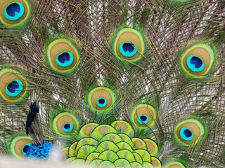 peacock feather close up